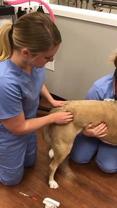 💥IM Injection💉 in Epaxial Muscle of Dog🐕 📃The Standard size of needles to use for canines are 21 to 23 gauge needle 1 to 1.5 inches long. 📌Advantage: Easily Palpable Site 📌Risk: May hit spinal cord 🎥"For veterinary Students". #Injection #Dog #VET #vetmed | Half Baked Veterinarian