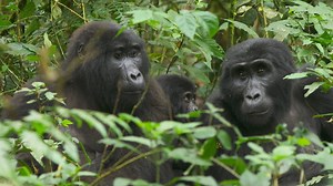 The importance of monitoring gorillas for illness | 60 Minutes - The Global Herald