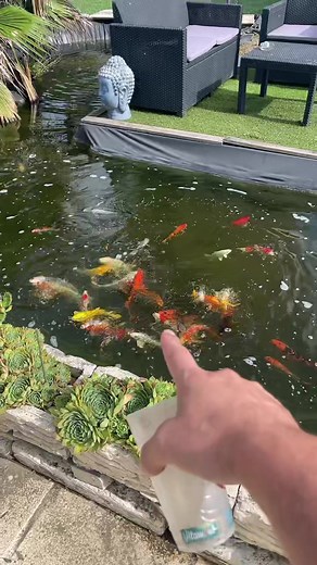 Feeding Koi Fish in a Vibrant Garden Pond | TikTok
