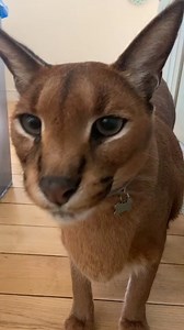 12K views · 305 reactions | More videos with pumbaa voice？ #pumbacaracal #animal #wild #forest #animallover #love #reels #reelsvideo #trend #viral #fyp #trendingnow #trendingreels #pet #petlover #reels2023 #foryou #best #bestvideos | Pumbacaracal | Facebook