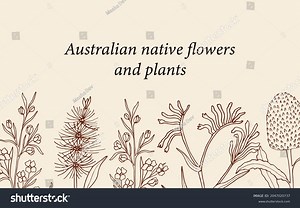 Hand Drawn Australian Native Flowers Background Stock Vector (Royalty Free) 2047020737 | Shutterstock