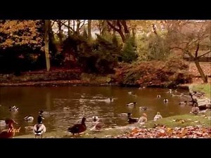 Octobre - Francis Cabrel - Des Bonheurs à l'École