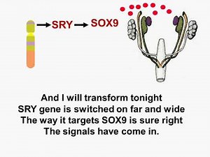 The Fate of the Bipotential Gonad