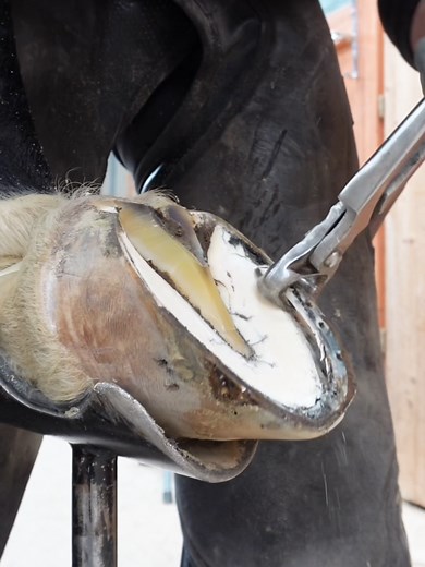 Horse Hoof Care ASMR: Farrier Horseshoe Trimming and Hoof Work