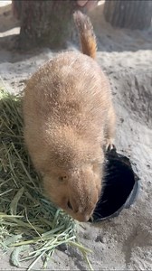 158K views · 4.2K reactions | Prairie dog update! They’re loving the...