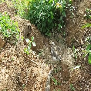 Duck is incubating eggs when the big python attacks | Natural Animals