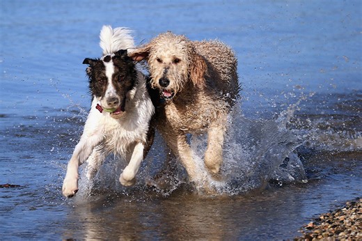 Is your dog struggling to focus? It could have canine ADHD