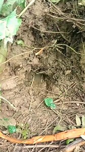 1.8K views · 17 reactions | Dahsyat ganasnya belut di lubang dekat pohon talas #ngurekbelut #lubangpohontalas | Ramdan Ansory | Facebook