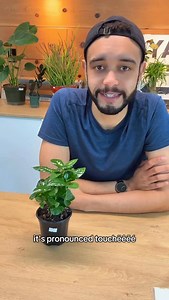 Planthony on Instagram: "Single Sundays S1E5: Caffleine the Coffee Queen (coffea arabica) | Someone was a little too energetic this morning, I’d say she’s moving fast for a demisexual lesbian but what would I know 🤷🏽‍♂️🪴✨🌈 #houseplants #plants"