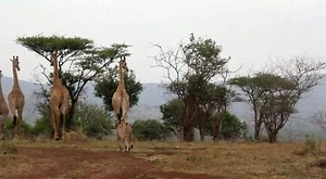 37 reactions | One year old sub adult lioness showing her bravery towards a tower of giraffe's. Incredible sighting by Ranger Alex! #lifeinthewild #rangerdiaries #RangerAlex #gamedrive #luxurysafari #leopardmountain #whostheboss #bigfivegamereserve | Leopard Mountain Safari Lodge | Facebook