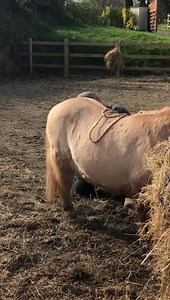 83K views · 2.8K reactions | The all important follow up with Pumpkin  sweet little Shetland again . Oh dear  get ready to turn your phone sideways once or twice Charlotte left me to it again  | Steve Young horsemanship | Facebook