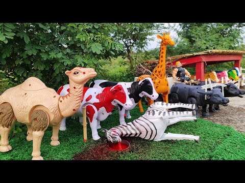 WADIDAU PROSES POTONG SAPI KURBAN ‼️ SIMULASI POTONG SAPI | MANUSIA KARDUS.