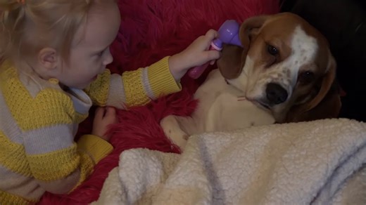 Little Girl Pretends to Play Vet with Her Cute Dogs – Watch the Adorable Vet Play!