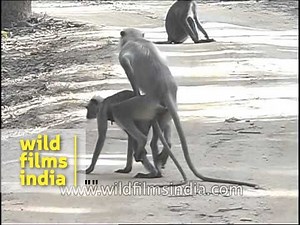 Langur monkeys mating or show of dominance?