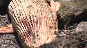 2.6K views · 20 reactions | There are fears there will be an increase in shark activity near Crescent Head after a dead whale was discovered nearby. | 7NEWS Coast | Facebook