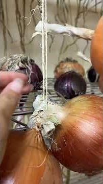 How to cure and hang onions for long-term storage #gardening #gardeningincanada #howtogardening