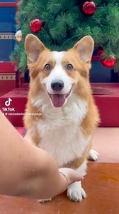 12 reactions | You know where i go when we’re dancing 勺 | The Stumpy Legs | Facebook