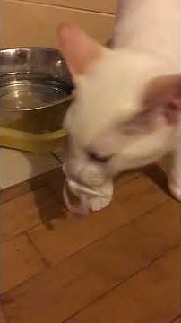 Kitten using a baby pacifier!