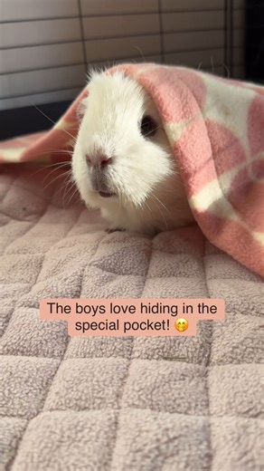A guinea pig’s cage is his own little home. Therefore, good bedding is essential! 🏡 Our boys have been gifted these amazing Premium Liners by @guineadad - and we are completely blown away by the quality! 🤩 The material is soft on the touch, so your piggie’s legs get optimal support. They can hide away in the pocket of the liner, the boys absolutely love doing that! 🥹 The liners are made up by a couple of layers, it has a more firm shape, which minimizes the worries of shrinkage. It’s leak pro