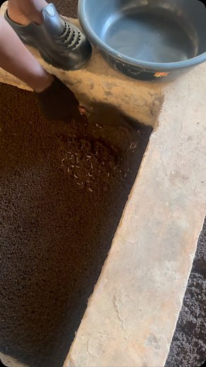 Getting started with maggot production | Bempet Organic Farm