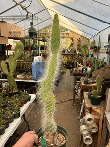 Opuntia Erinacea Ursine Snow Ponytail Cactus 21" Tall This Plant - Etsy