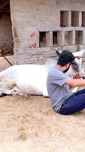 16K views · 994 reactions | Meri tipu #cow #cows #farm #cowsofinstagram #cattle #animals #nature #farmlife #milk #calf #love #farming #animal #cowstagram #dairy #bull #photography #moo #cowgirl #highlandcow #dairyfarm #farmer #k #agriculture #cowlove #babycow #agro #art #vaca #happycows | Gopalak Jay | Facebook