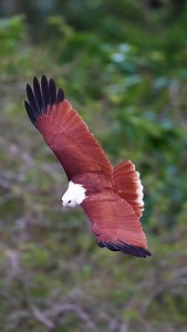 Is Brahminykite is the most beautiful kite? Hunting at Brisbane River 🔥 . . . . #birdsofprey #kite #brahminykite ##wildlife #australia #birdsofaustralia #wildlifefilmmaker #photography #instagramreels #BirdsofInstagram #fbreels #nature | Hamid Salimyphotography