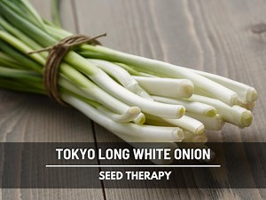 Tokyo Long White Onion Seeds – Heirloom Green Scallion, Non-gmo (200 Seeds) - Etsy