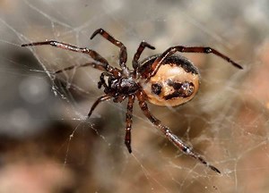 Nasty False Widow Spider Bites On The Rise In Ireland