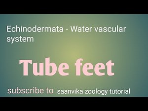 Tubefeet /Echinodermata- water vascular system#zoology#animaldiversity#saanvikazoologytutorial