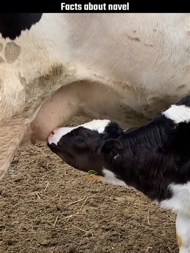 26K views · 614 reactions | Facts about navel #navel #humanbodyfacts #shortsvideo #gyaane | GYaane | Facebook