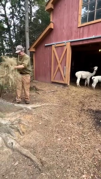 44 reactions · 4 comments | We've started a Morning Barn Chores...