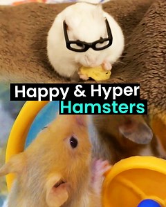 65K views · 941 reactions | The Happiest & Hyper Hamsters‍♀️! | Animal Antics | Facebook