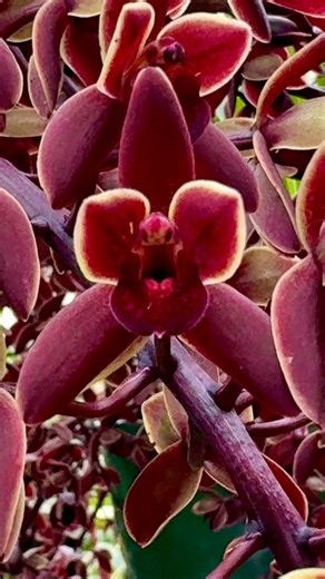 29 reactions | Australian based Cymbidium Orchids, slow, growing, and very hard to obtain in rich, earthy, Woody tones available at Collectors Corner Gardenworld now #Orchid #Orchids #AustralianOrchids #Cymbidium #cymbidiumorchid | Collectors Corner Garden World. | Facebook
