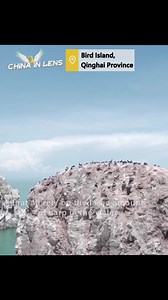 30 reactions | Bird Island wetland at Qinghai Lake in northwest China's Qinghai Province has turned into a paradise for cormorants as they find an abundance of migratory naked carp, endemic to the salt lake, to feast on. #ChinaInLens | China in Lens | Facebook