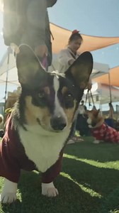 🌹 Roses are red, dogs like to bark, spend Valentine’s here at SPARK! 🐕⁠ ⁠ 🛍️Local Pet-centric Vendors!⁠ 💋Kissing Booth and Photo Ops⁠ ❤️ DIY Valentines⁠ 🐾 Pup Cup Race ⁠ 🏆 San Francisco’s Ultimate Pup Contest - Vote for the Pawsitively Cutest Pet in San Francisco!⁠ ⁠ 💕Bark at SPARK - Puppy Love!💕⁠ Sunday, February 23rd, 2025 | 11AM-5PM⁠ SPARK Social SF, 601 Mission Bay Blvd. N., San Francisco, CA 94158⁠ (All Pets Must Be On Leash) ⁠ 💌 RSVP 💌 | SPARK Social SF