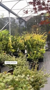 Introducing to you to the enchanting world of Weeping Japanese Maples at Art's Nursery – where beauty knows no bounds! Our collection of Weeping Japanese Maples boasts a stunning array of colours that will leave you in awe. From vibrant reds to deep purples, and from rich oranges to calming greens, there's a Weeping Maple to suit every taste and garden theme. Tokuyama: A Showstopper: If you're seeking a real head-turner, look no further than our beloved Tokuyama Weeping Maple. This elegant speci