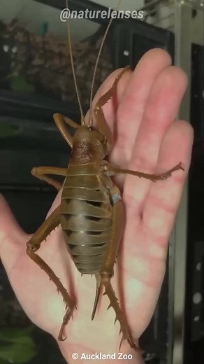 16 reactions | Giant Weta | The Heaviest Insect On Earth #giantweta #crickets #wildlife #documentary #FYI #foryou | Nature Lens | Facebook