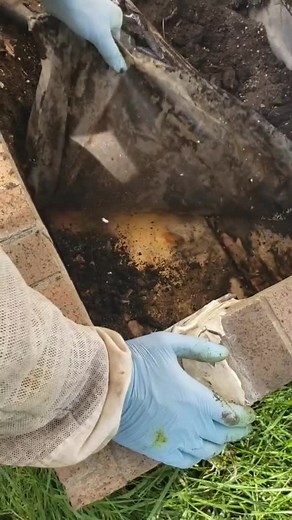 Revival Queen Bees on TikTok