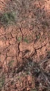 Horny Toad actually a horned lizard but we grew up calling them horny toads!😉 | Couple Berry Farms