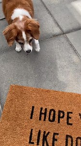 🐕 Happy International Dog Day! Have you ever adopted a dog? If so, cheers to you. 🥂 🐾 Did you know that Amsterdam is dog friendly? We are! All we ask is that your fur babe is leashed up. So, bring your furry family member (not your dad, but hey you can bring him, too) and enjoy the experience of walking through our vibrant garden centre with your trusty companion by your side. Don’t be surprised when your pup becomes the star of the show, though. 🤩 #internationaldogday #doglover #doglife #do