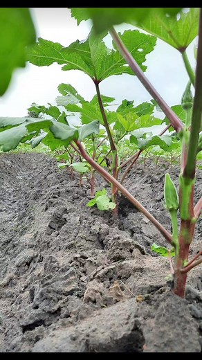 *SUCCESSFUL HEAVY HITTER OKRA GROWING* *STEP 1.* *SOAK YOUR HEAVY HITTER OKRA SEED FOR 24 HOURS IN ROOM TEMPERATURE WATER* It's that time of the year when most crops require a lot of water to do well. One of the easiest and most profitable crops to grow, which requires a minimum of 5 litres per week, is *HEAVY HITTER OKRA.* This amazing crop thrives in warm-to- hot environments without stressing you. Maturing *after 45 days* from planting! You get to start making your profit on investment within