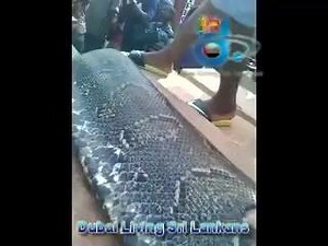 6.4K views · 21 reactions | Shocking Video... Is this one a Python or an Anaconda... This Gigantic snake was killed in Ogun state Nigeria at Alagbole odo bridge (Alabole river) | Star Tv Sri Lanka | Facebook