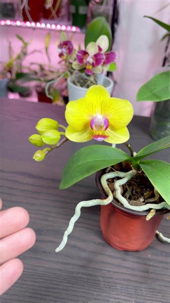 Espectaculares estas mini phalaenopsis! 🥰💐🪴 #orquideas #flores #plantas | Jeffry Orquídeas y más