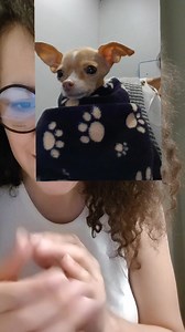 26K views · 698 reactions | Hablemos de dobby | Chihuahuas Mexico | Facebook