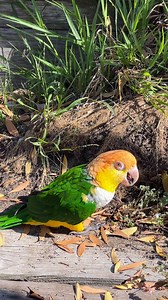 Puffman Slurped Up Ants 🤮 #parrots #birdlife | Parrot Playhouse