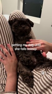 How to Pet Your Shih Tzu to Sleep: Gentle Nighttime Routine
