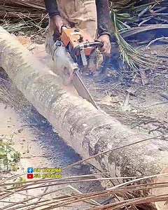 21K views · 200 reactions | splitting coconut wood using a chainsaw | Fujian Utami | Facebook