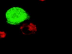 Cell Interaction