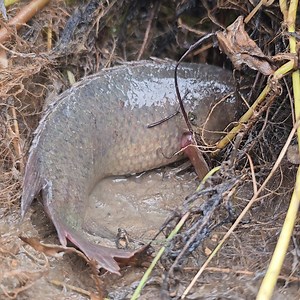 283K views · 3.2K reactions | Unique & Best Hand Fishing - Search & Catching Big Catfish - Traditional Hand Fishing Video #fishsearching #fishingvideo #fishing | Fishing 24 | Facebook